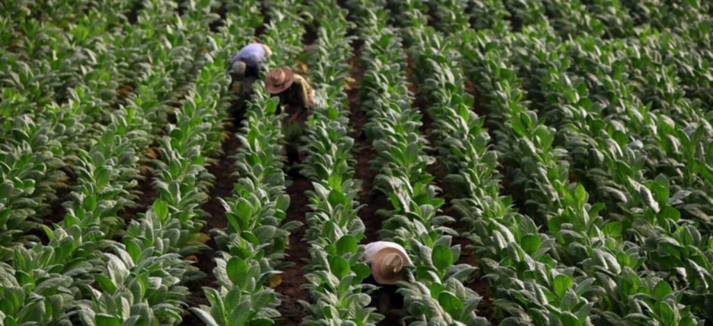 Verdant tobacco fields stretching into the horizon